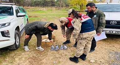 Ceylanpınar’da 4'ü ölü, 6'sı yaralı ‘Tahtalı’ cins kuş ele geçirildi
