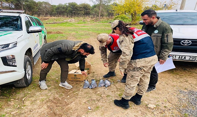Ceylanpınar’da 4'ü ölü, 6'sı yaralı ‘Tahtalı’ cins kuş ele geçirildi