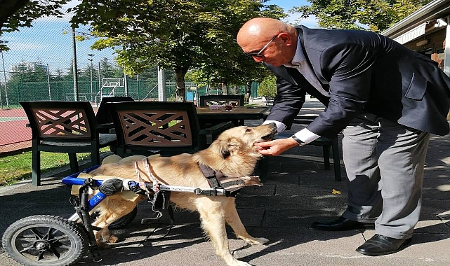 CHP, Hayvanlara yönelik şiddetin araştırılmasını istedi