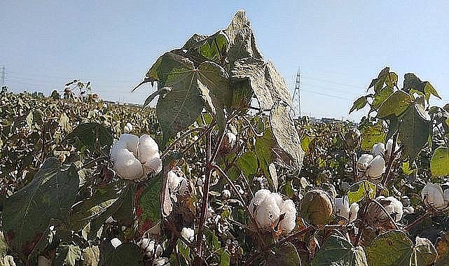 Pamuk fiyatları açıklandı! İşte güncel fiyatlar