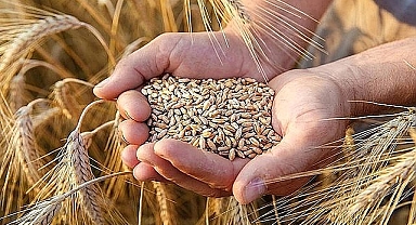 Günlük haftalık ve aylık hububat fiyatları nasıl bir profil çizdi?