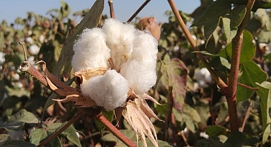 Kütlü pamuk fiyatları belli oldu! Yağmur yemiş pamuk ne kadar oldu?