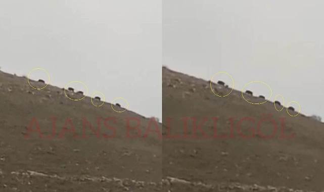Şanlıurfa'da yaban domuzu sürüsü görüntülendi