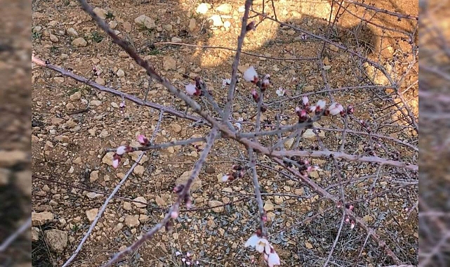 Urfa’da ocak ayında badem ağaçları çiçek açtı