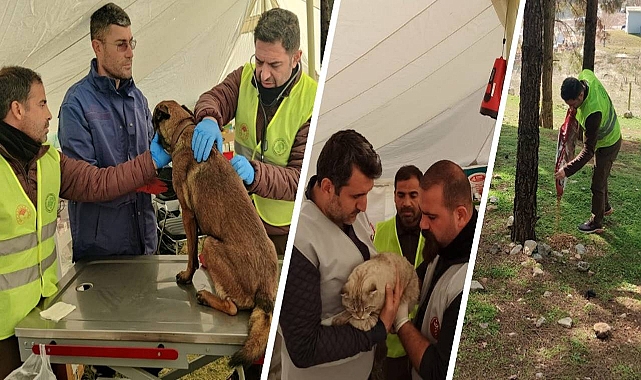 Deprem bölgelerinde yüzlerce hayvan tedavi edildi