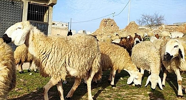 Bakanlık açıkladı! 8 işletmeye ‘Şap’ karantinası