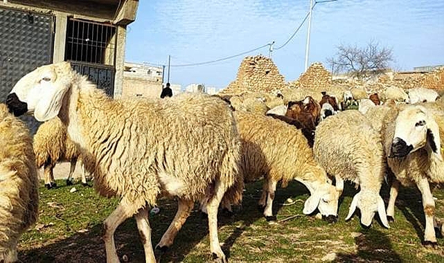 Bakanlık açıkladı! 8 işletmeye ‘Şap’ karantinası