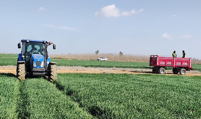 Urfa'da ekmeklik buğday üretimi devam ediyor