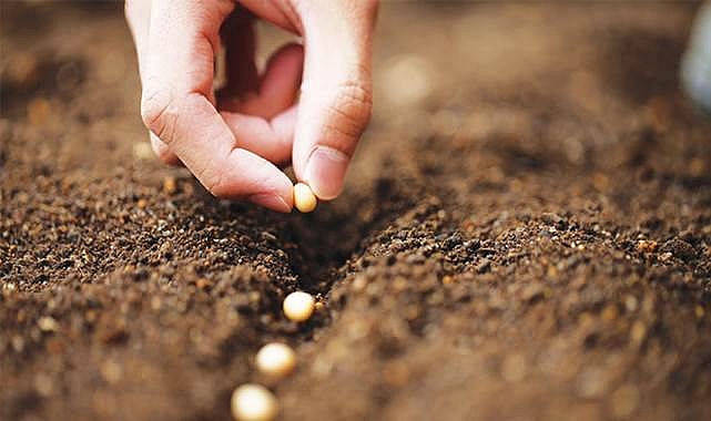 Deprem bölgesindeki illerde tohum desteği yüzde yüz artırıldı