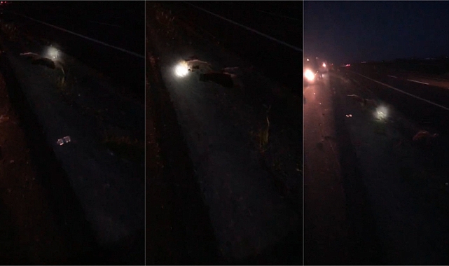 Urfa'da feci kaza! Araç koyunların arasına daldı