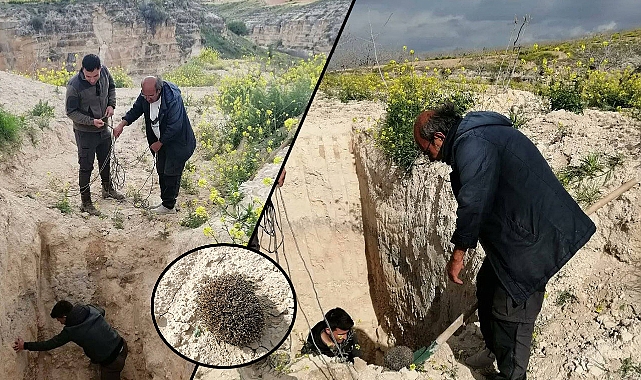 Urfa’da uzun kulaklı çöl kirpisi kurtarılarak doğaya salındı
