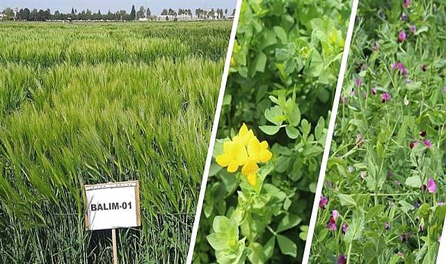 42 yeni çeşit Türk tarımına kazandırıldı