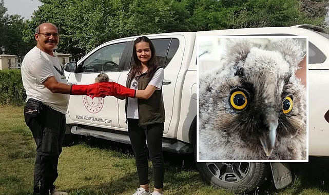 Yaralı Kulaklı Orman Baykuşu tedaviye alındı