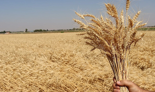 Ekmeklik buğday kaç lira oldu? İşte güncel fiyatlar