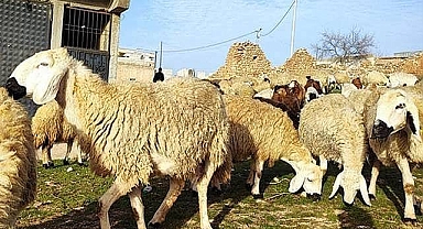 İHH yurtiçi ve yurtdışı kurban bedellerini açıkladı