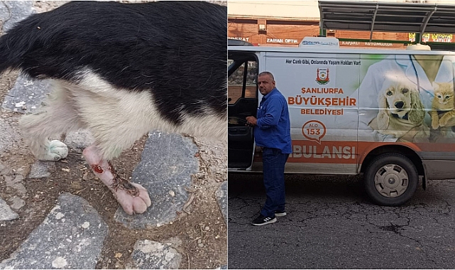 Yaralı kedi büyükşehir tarafından tedaviye alındı
