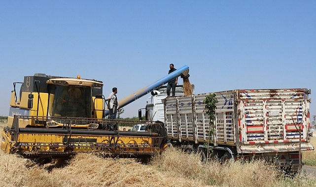 Büyükşehir'den buğday hasadı