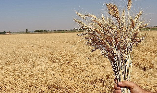 Ekmeklik buğday ithalatı yerli çiftçiyi vurdu