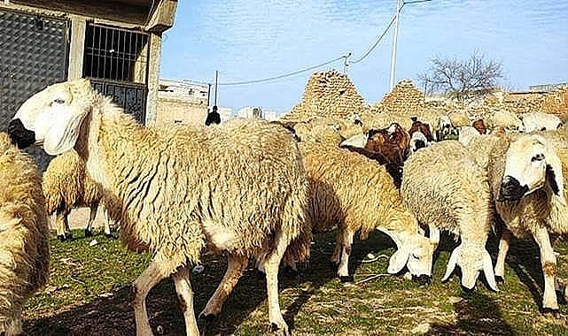 Haliliye’de kurban satış ve kesim yerleri belirlendi