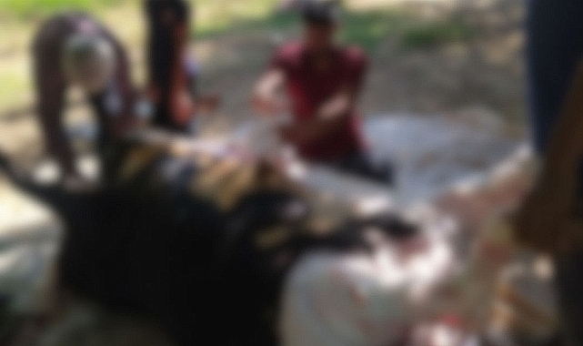 Şanlıurfa'da kaç acemi kasap kendini kesti