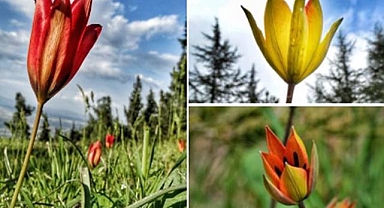 Yılda bir kez açıyor! Koparana yüklü miktarda para cezası geliyor