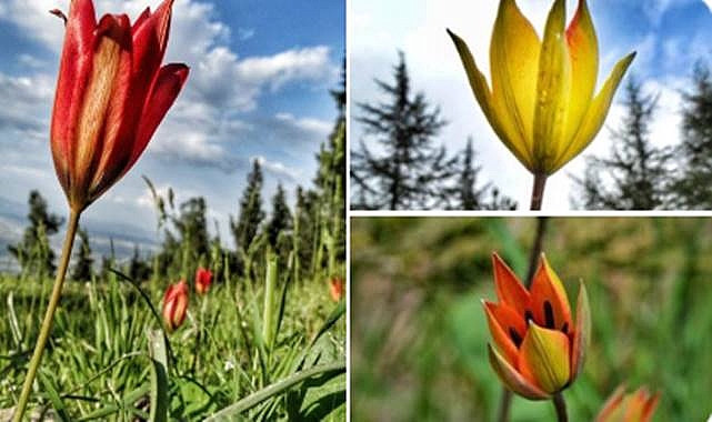 Yılda bir kez açıyor! Koparana yüklü miktarda para cezası geliyor