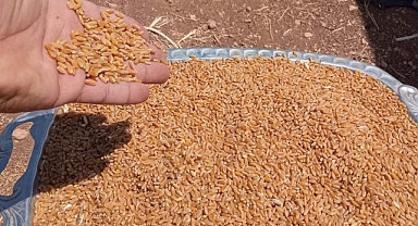 Hububat ve bakliyatta son durum! Buğday kaç TL oldu?