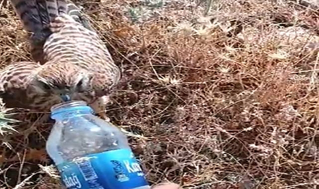 Susuz ve bitkin düşmüş halde bulunan Kerkenez kuşu doğaya salındı