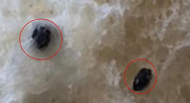 Urfa’da mide bulandıran olay! Ekmekten bakın ne çıktı?