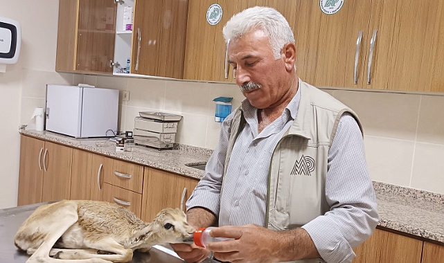 Urfa'da yaralı ceylan yavrusu bulundu!