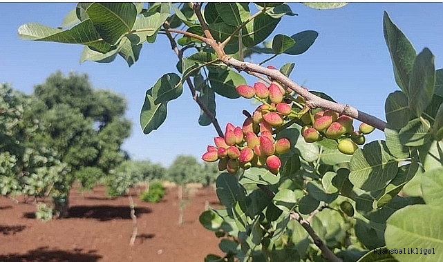 Fıstık üreticisinin sorunları ulusal basında