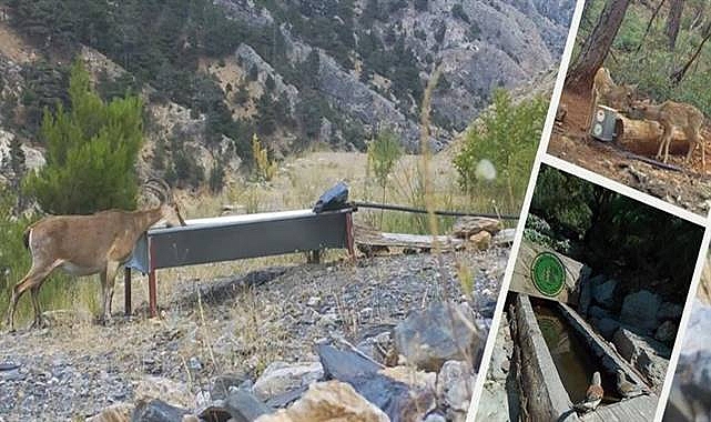 Tarım ve Orman Bakanlığı yaban hayvanlarına can suyu oluyor