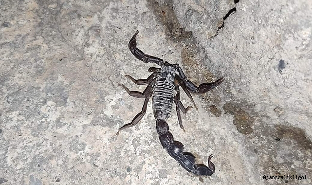 Urfa'da akrepler vatandaşları tedirgin ediyor