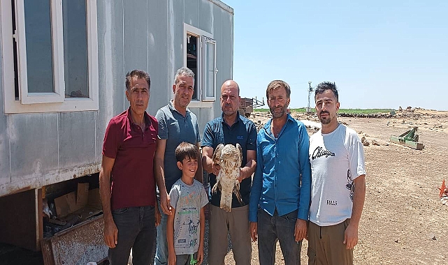 Urfa’da bitkin halde bulunan Yılan Kartalı koruma altına alındı