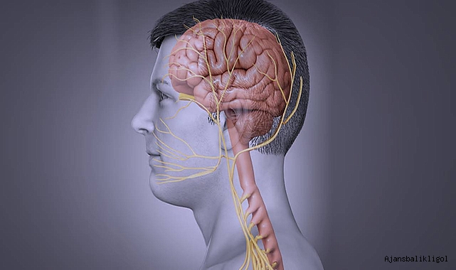 Vagus sinir stimülasyonu obeziteye yardımcı olabilir mi?