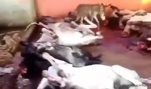 Bakanlıktan Adana'da eşek kesen şahıs hakkında açıklama!