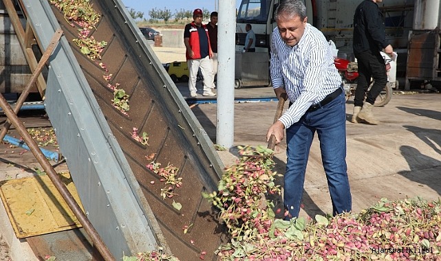Fıstığın başkenti Şanlıurfa'da hasat heyecanı