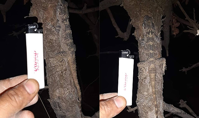 Şanlıurfa’da Dikenli Keler (Laudakia stellio) görüntülendi