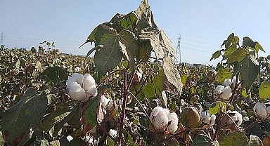 Şanlıurfa’da preseli pamuk fiyatı açıklandı! 