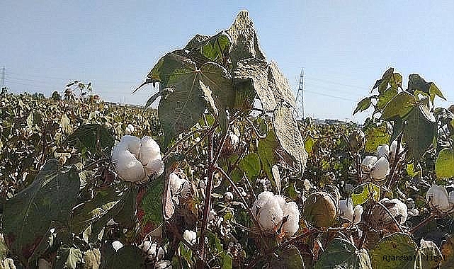 Şanlıurfa’da preseli pamuk fiyatı açıklandı! 