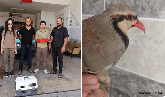 Urfa’da yaralı halde bulunan kınalı keklik koruma altına alındı