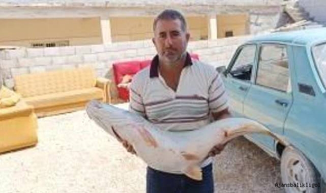 Urfa'nın ilçesinde yakalanan balık şaşırttı