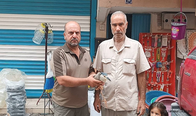 Yaralı Balıkçıl doğal yaşam alanına bırakıldı