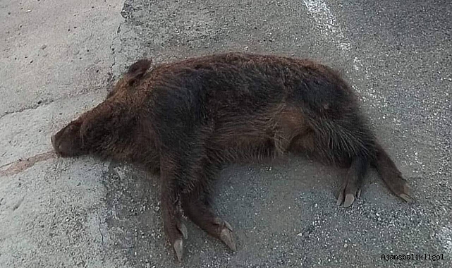 Urfa’da aracın çarptığı yaban domuzu telef oldu! 