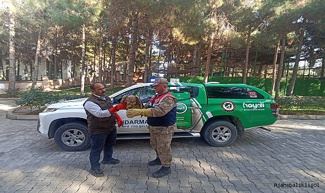 Urfa’da jandarma tarafından yaralı Kızıl Şahin bulundu