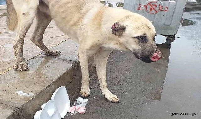 Viranşehir’de acı çeken yaralı köpeğin tedavisi için yardım bekleniyor