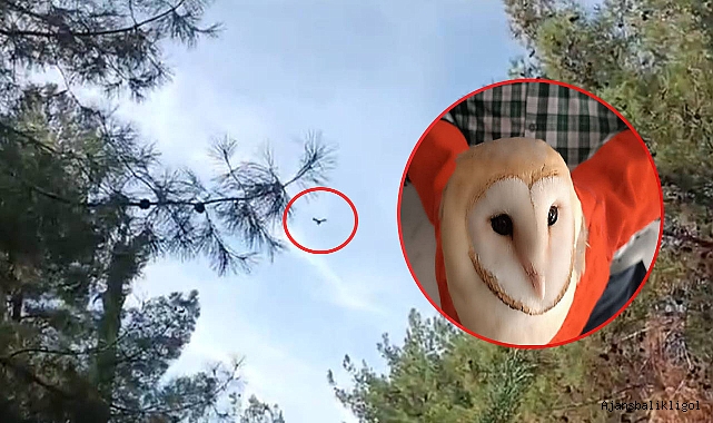 Doğada bitkin halde bulundular! Bakımları yapıldıktan sonra doğaya bırakıldı