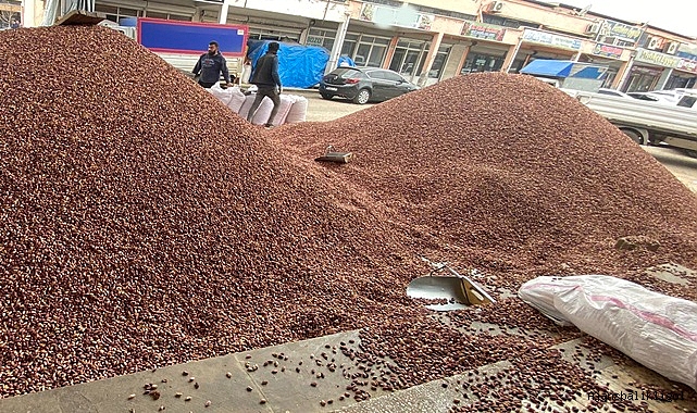 Fıstık fiyatlarında son durum: İşte yeni fiyatlar