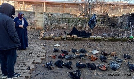 Hilvan'da sokak köpekleri katliam yaptı