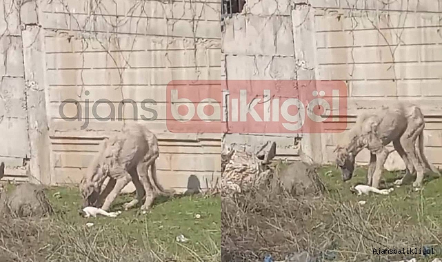 Şanlıurfa’da aç kalan köpekler kedi yemeye başladı